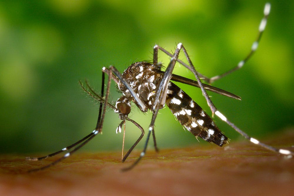 Como evitar a dengue 11 dicas para prevenção