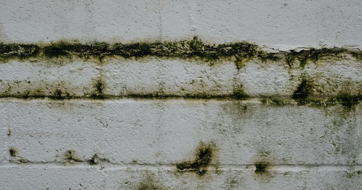 Dicas para o controle de fungos, mofos e ácaros