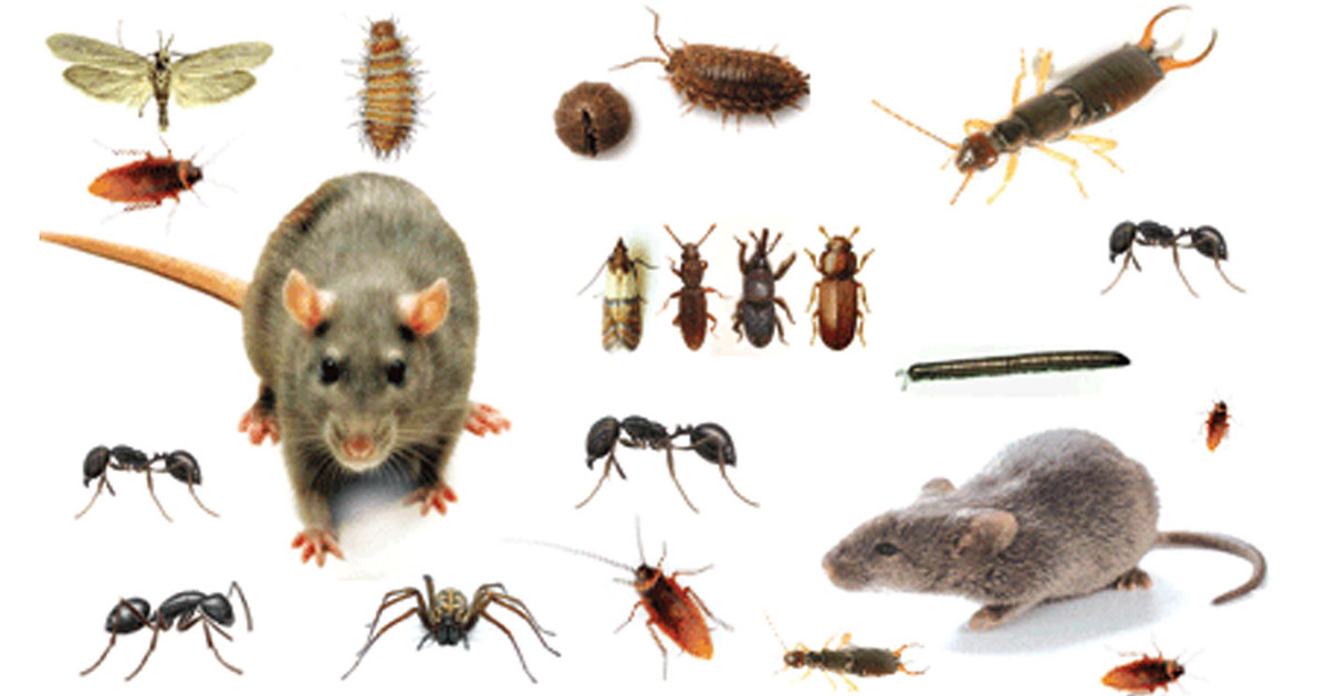 Biologia das Pragas: Entendendo para Melhor Combater