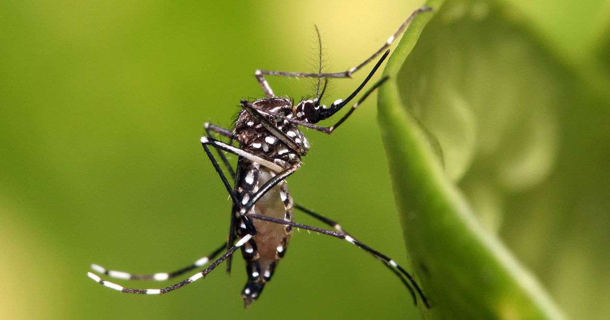 Dicas para Evitar a Dengue no Ambiente Doméstico