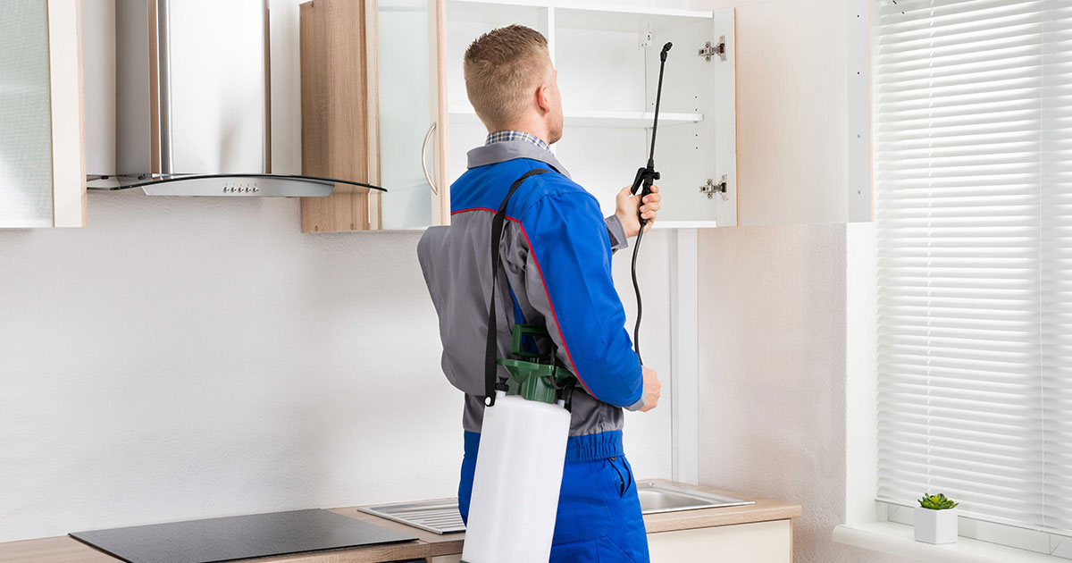 Cuidados Pós Dedetização