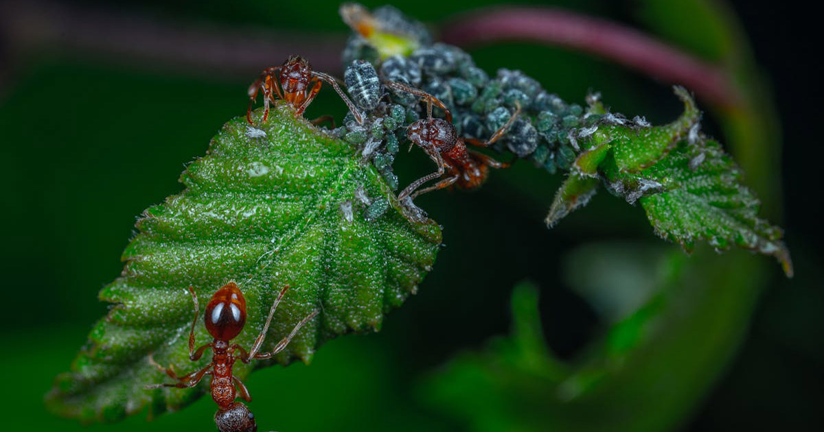 Dicas para controle de insetos em ambientes corporativos