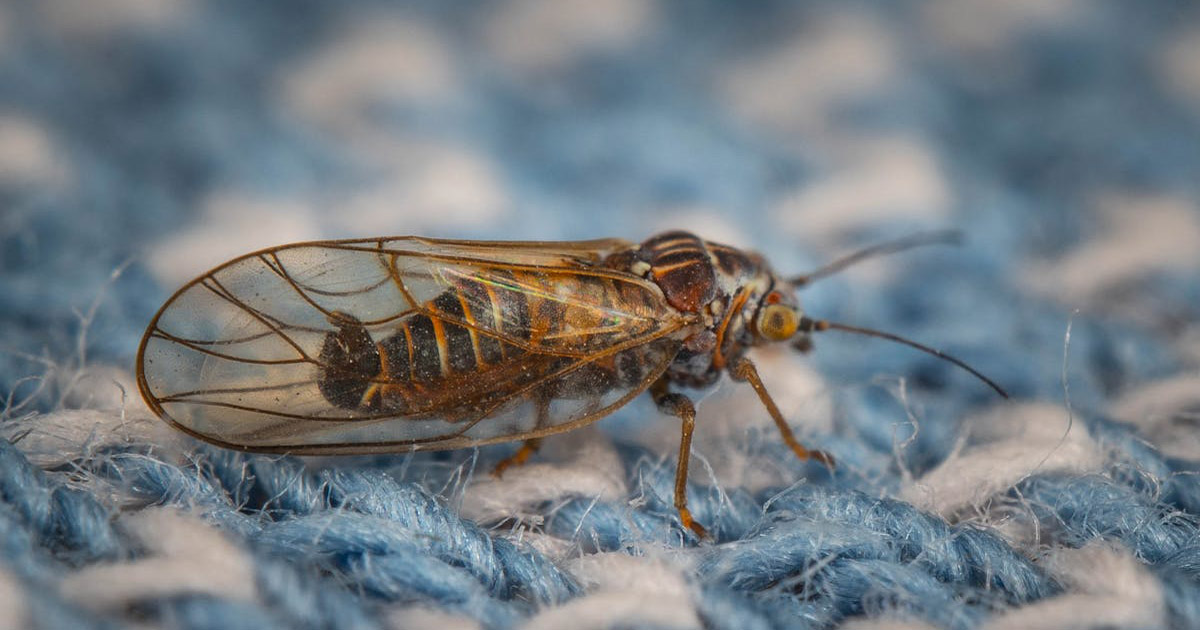 Formas eficientes para prevenção de pragas sazonais
