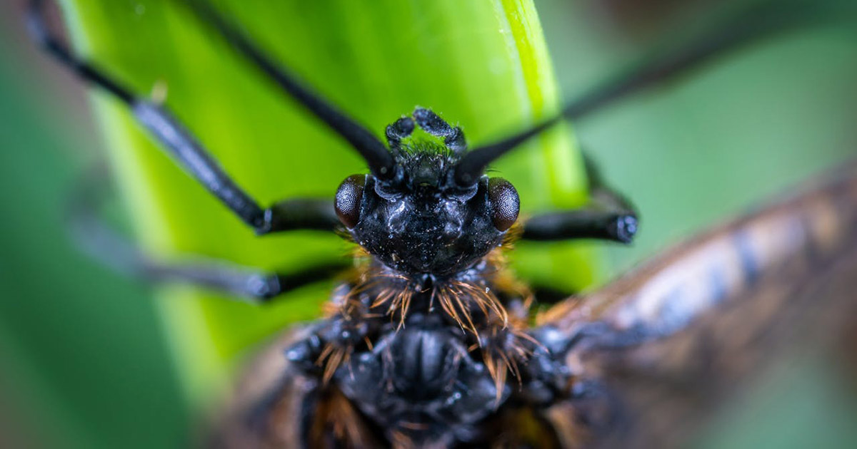 Como se proteger contra pragas urbanas e as doenças causadas por elas