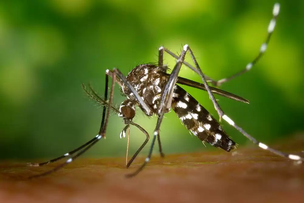 Como evitar a dengue 11 dicas para prevenção