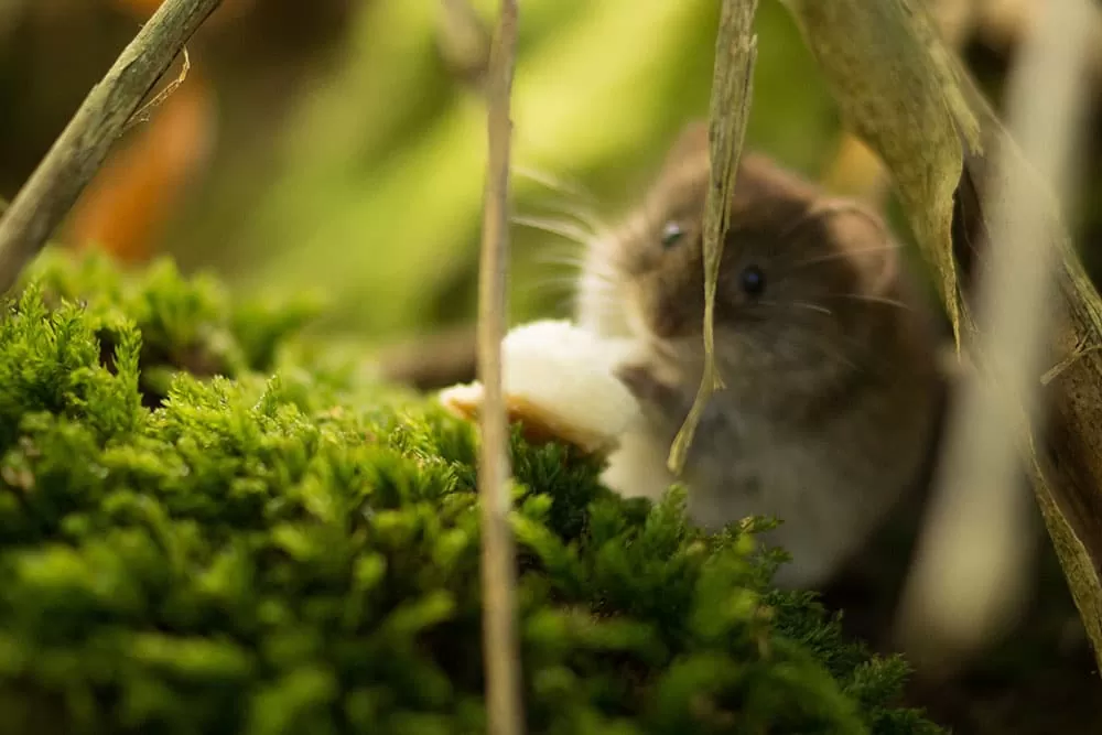 doenças transmitidas por ratos