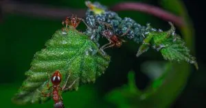 Dicas para controle de insetos em ambientes corporativos